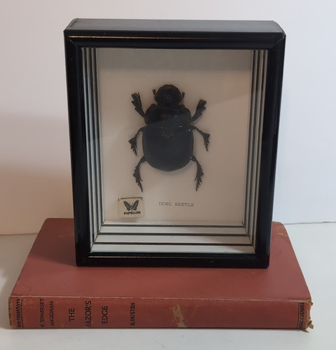 Dung beetle specimen display - dung,