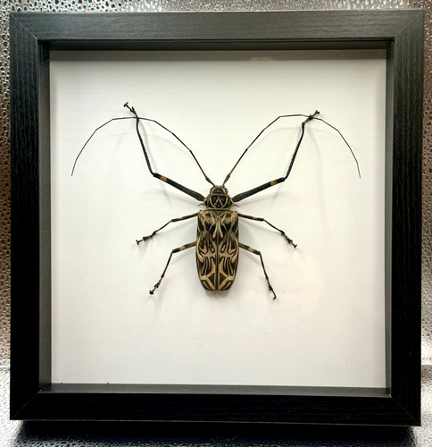 Framed harlequin beetle - harlequin,