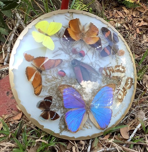 Vintage taxidermy butterfly - vintage,