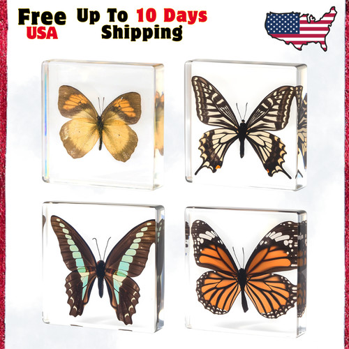 Taxidermy butterfly real - butterfly,