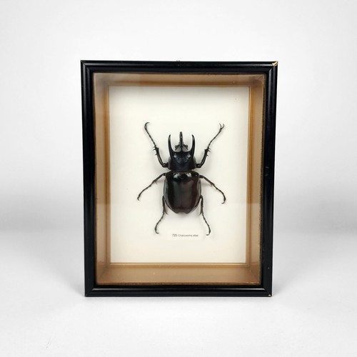 Male chalcosoma atlas - male,