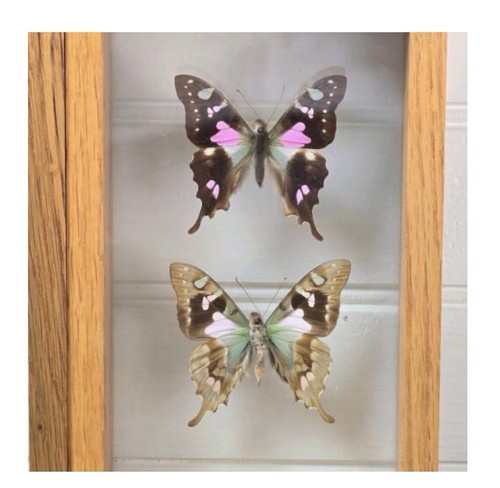 Graphium weiskei arfakensis - graphium,