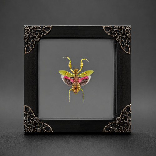 Flower mantis bug - flower,