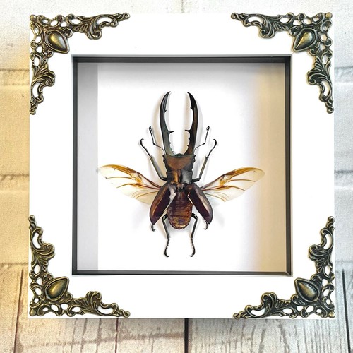 Golden stag beetle - golden,