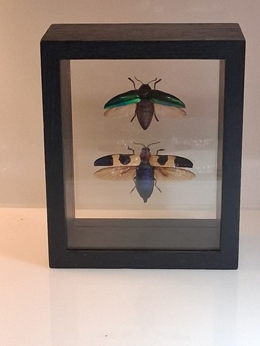 Framed jewel beetle entomology - jewel,
