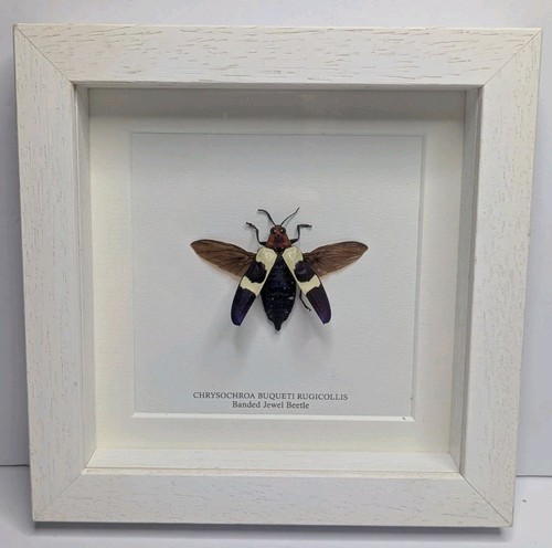 Banded jewel taxidermy beetle - taxidermy,