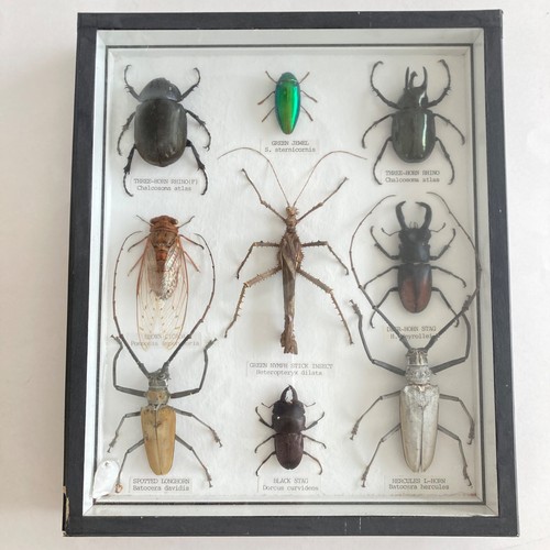 Vintage taxidermy collection - vintage,