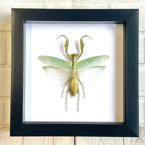Giant asian mantis - giant,