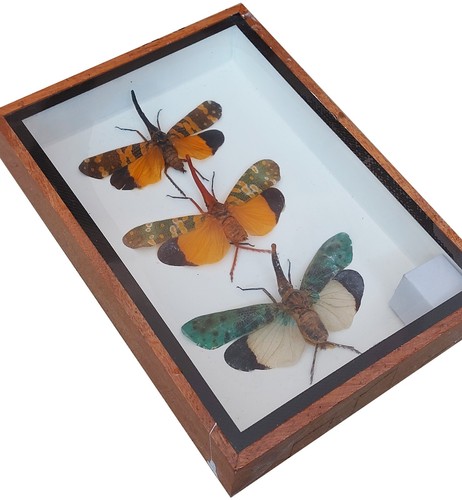 Real pyrops lanternfly - pyrops,