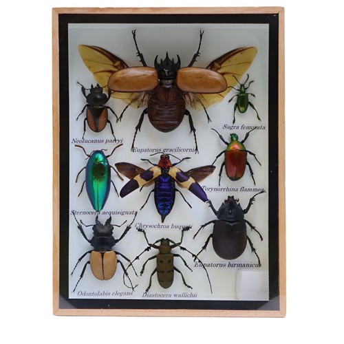 Framed assorted insect - framed,