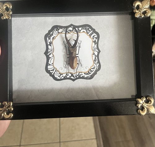 Framed beetle insect - framed, specimen