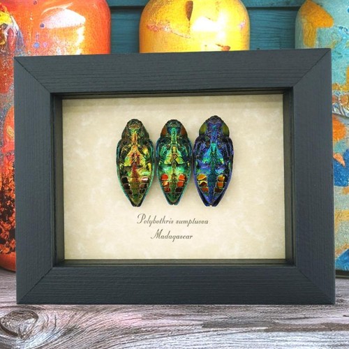 Jewel beetle collection - jewel,