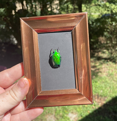 Green beetle specimen - specimen, framed