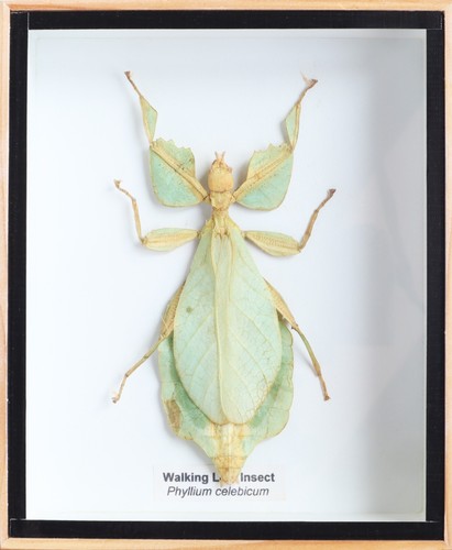 Real walking leaf phyllium - walking,