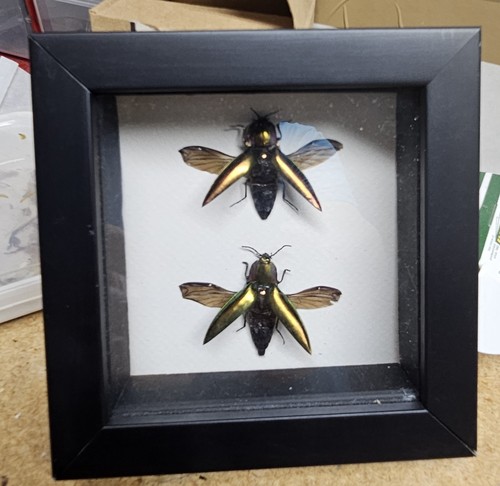 Real framed jewel beetles - real,
