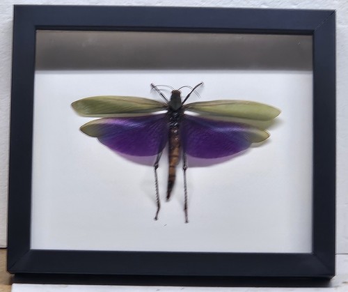 Real framed giant purple - real,