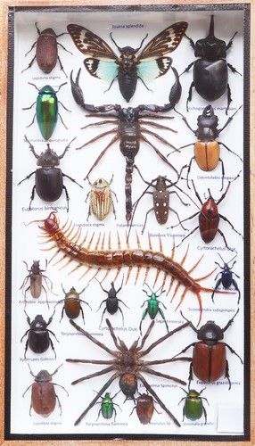 Real exotic insect - insect, taxidermy