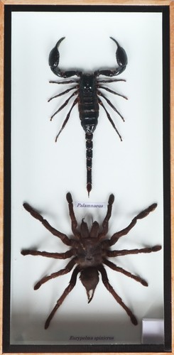 Real scorpion tarantula - real, &