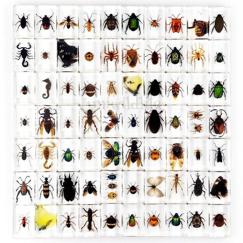 Pcs insect resin - insect, in