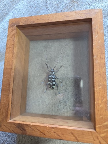 Real anoplophora longhorn - real,