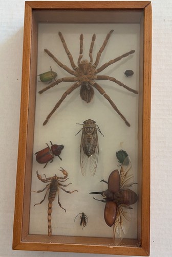 Mixed taxidermy tarantula - 9,
