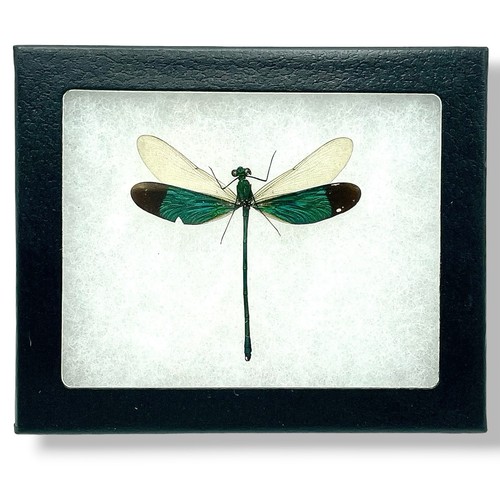 Dragonfly green metalwing - green,