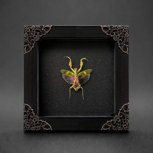 Real flower mantis - real, bug
