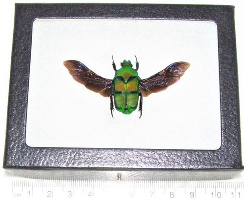 Ischiosopha bifasciata wings