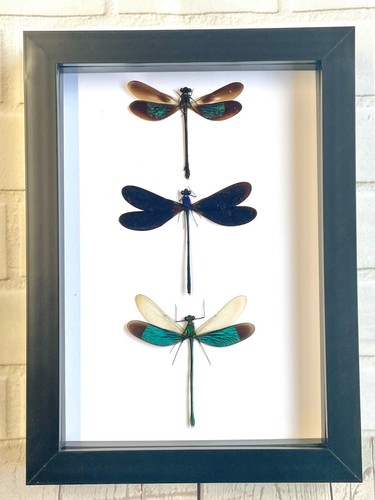Damselfly dragonfly - 3,