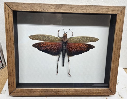 Real framed giant brown
