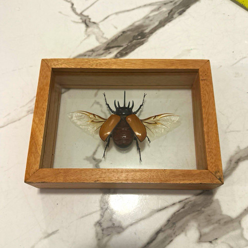 Framed beetle insect specimen - beetle,