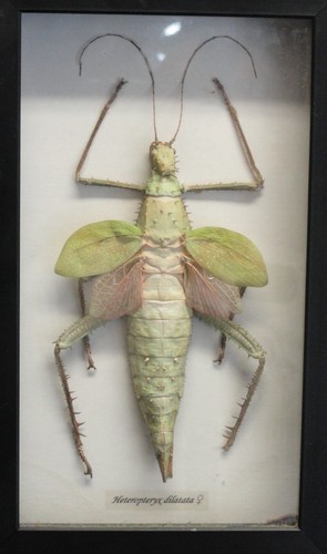 Heteropteryx dilatata mounted - heteropteryx,