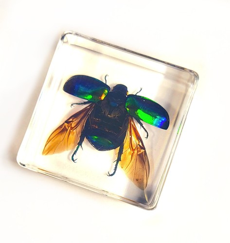 Real green chafer - chafer, beetle