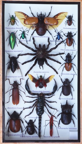 Insect taxidermy collection - insect,