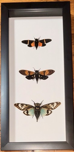 Three framed cicadas - three, cicadas,