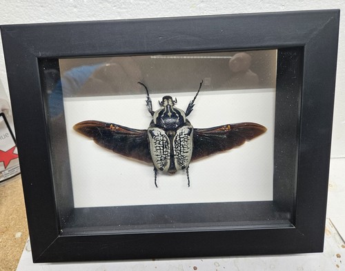 Real framed goliath - real, beetle