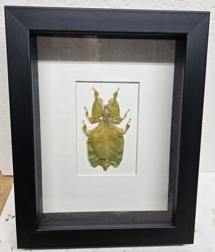 Real framed brown - framed, leaf