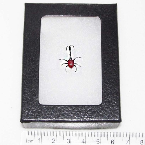 Trachelophorus giraffe real - trachelophorus,
