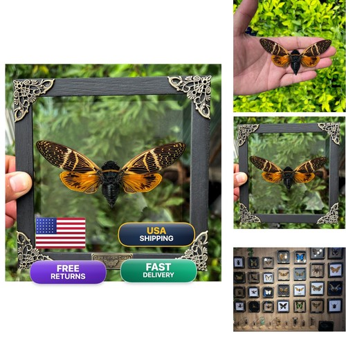 Vinatimes real cicada beetle - real,