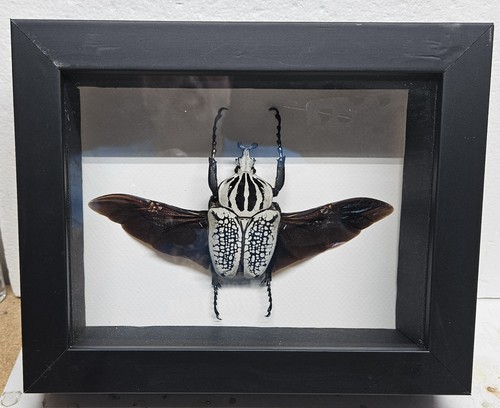 Real framed goliath beetle - framed,