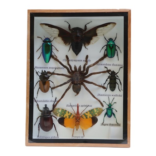 Framed black cicada - framed,